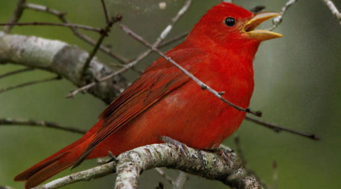 The Summer Tanagers are back in NC